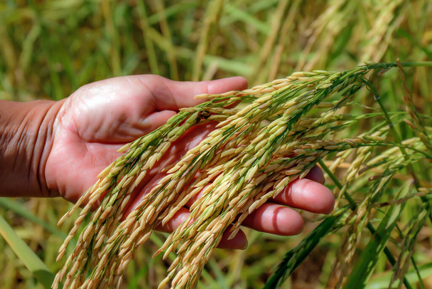 ryż niełuskany w ręku rolnik na polu ryżu, ręka trzyma ryż w sezonie zbiorów - Zdjęcie, obraz