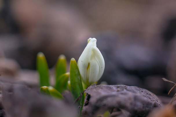 Snow drop flower in my season garden - Фото, изображение