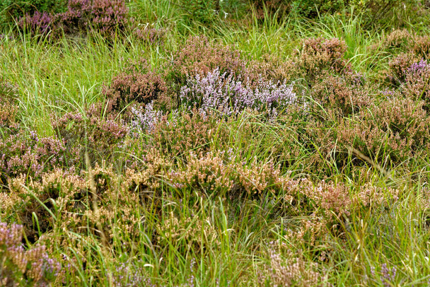 Common Heather, Heather, Scots Heather, ling, Heide, Besenheide, Heidekraut, Calluna vulgaris - Photo, Image