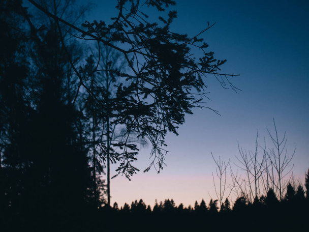 tree branches in the evening against the dark sky, Russia - Valokuva, kuva