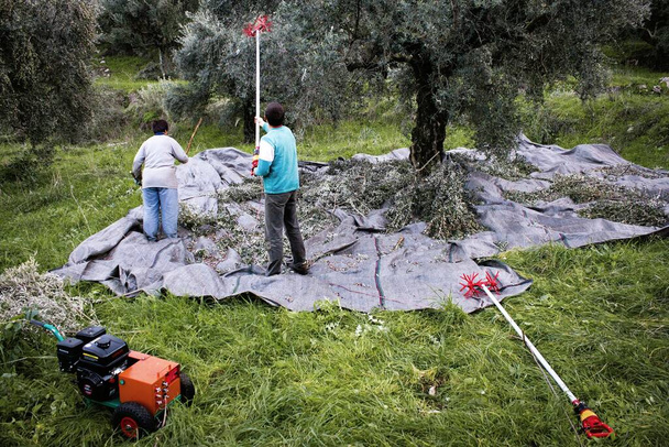 ?Élő betakarítás Kalamatában, Peloponnészosz régióban, Délnyugat-Görögországban. - Fotó, kép