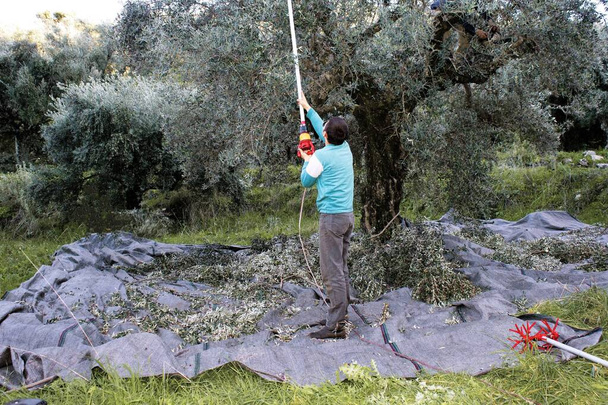 Sklizeň oliv v Kalamatě, Peloponés region, jihozápadní Řecko. - Fotografie, Obrázek