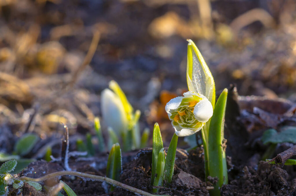 fiore di goccia di neve nel mio giardino di stagione - Foto, immagini