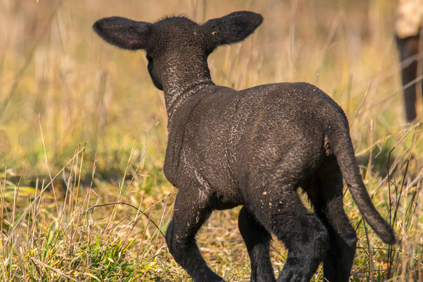 jeune agneau noir nouveau-né explore le monde - Photo, image