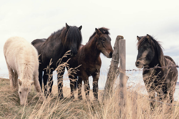 Portrait of a group of four black and white horses made while eating at the foot of an Icelandic mountain - Foto, Imagen