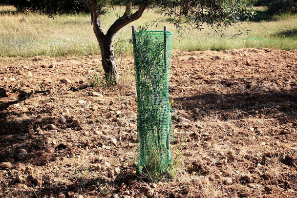 ギリシャアッティカのアテネ郊外のオリーブ畑で育つ小さなオリーブの木. - 写真・画像
