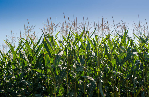 Mavi gökyüzünde büyüyen yeşil mısır bitkileri - Fotoğraf, Görsel