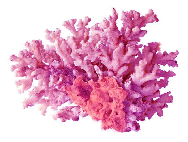 Coral isolado sobre fundo branco - Foto, Imagem