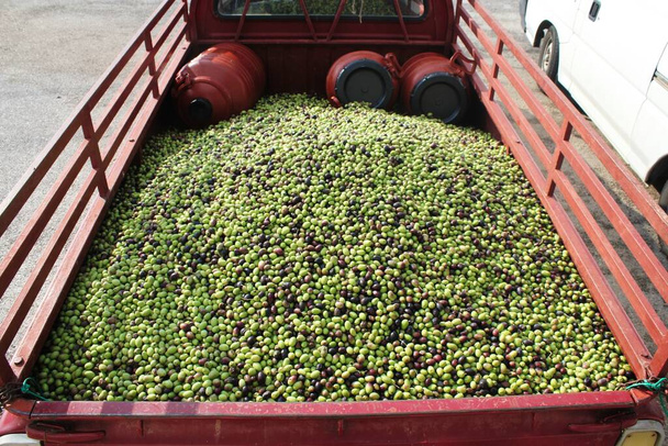 Geerntete Oliven der Sorte Manaki, beladen auf LKW außerhalb der Olivenölmühle am Stadtrand von Athen in Attika, Griechenland. - Foto, Bild