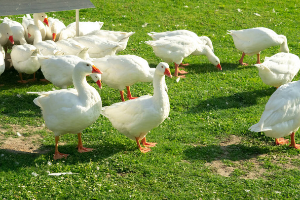 Witte ganzenkudde op een boerderij - Foto, afbeelding