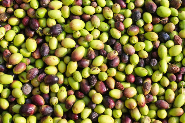 Geerntete Oliven im Pressbehälter der Olivenölmühle am Stadtrand von Athen in Attika, Griechenland. - Foto, Bild