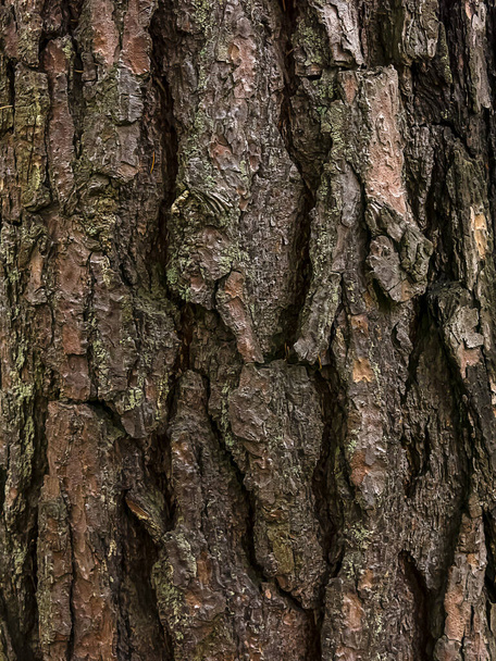 кори в лісі на дереві на високому сосновому дереві
 - Фото, зображення