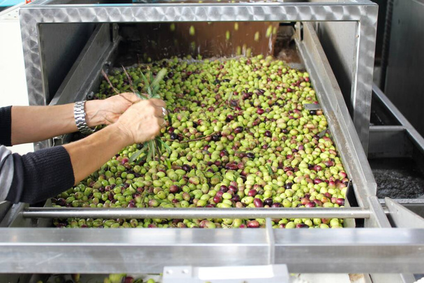 Az olívaolaj-malomban lévő olívaolajlevelek eltávolítása az extra szűz olívaolaj-előállítási folyamat során, Athén külvárosában, Attika, Görögország. - Fotó, kép