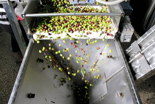 Verwijdering van olijfbladeren in de olijfoliemolen tijdens het productieproces van extra vergine olijfolie aan de rand van Athene in Attica, Griekenland. - Foto, afbeelding