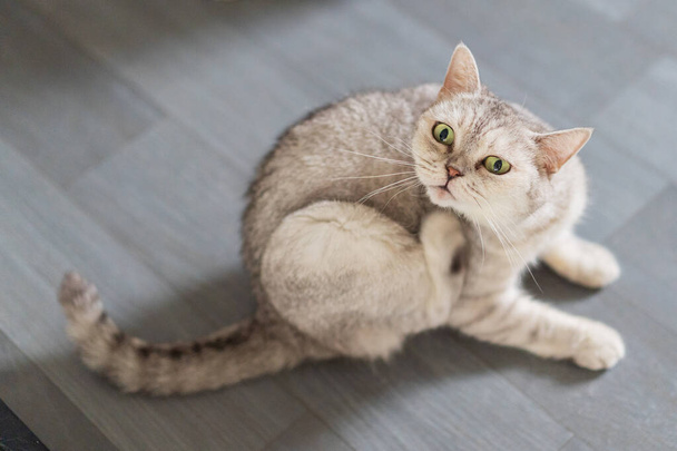 Grigio argento britannico stenografia gatto solletico - Foto, immagini