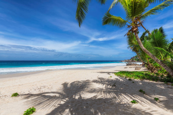 Солнечный пляж с пальмами и бирюзовым морем на острове Ямайка в Карибском море. Летние каникулы и тропический пляж.   - Фото, изображение