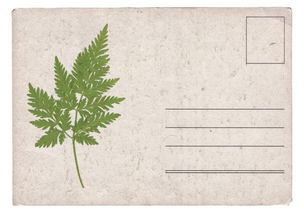Старая открытка с сухим растением на белом фоне - Фото, изображение