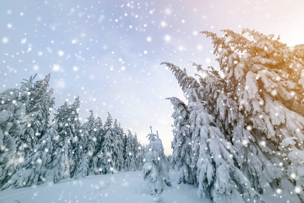 Прекрасный зимний пейзаж. Плотный горный лес с высокими темно-зелеными еловыми деревьями, тропа в белом чистом глубоком снегу в яркий морозный зимний день. - Фото, изображение