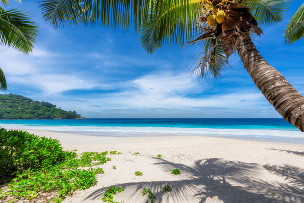 Palmeras de coco en la playa soleada y mar turquesa en la isla tropical. Vacaciones de verano y concepto de playa tropical. - Foto, Imagen