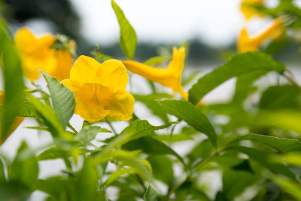 De gele Dipladenia bloem ziet er helder en mooi uit. Tak, Thailand - Foto, afbeelding