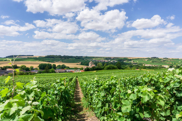 Рожь винограда в виноградниках шампанского на фоне деревни Монтань де Фамс, Реймс, Франция - Фото, изображение