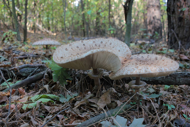 Parasol Mushroom also is known as Lepiota or Macrolepiota procera in the fall forest. Autumn leaves background.  - Photo, Image