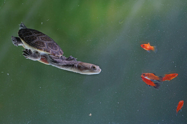 Żółwie długoszyjne (Siebenrocky) ścigają małe ryby, które stają się ich ofiarą. - Zdjęcie, obraz