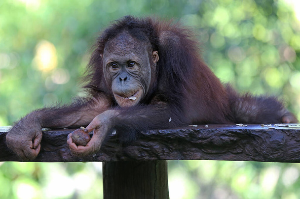 An orangutan (Pongo sp) is resting on a concrete chair. - Photo, Image