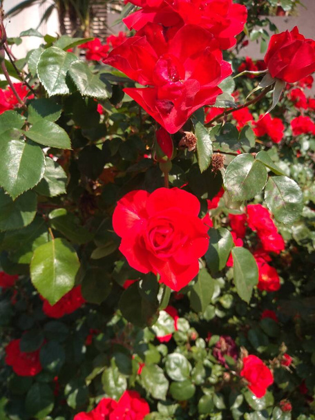 Rosas rojas en primavera - Φωτογραφία, εικόνα