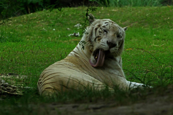 A aparência poderosa e digna do tigre de bengala. - Foto, Imagem