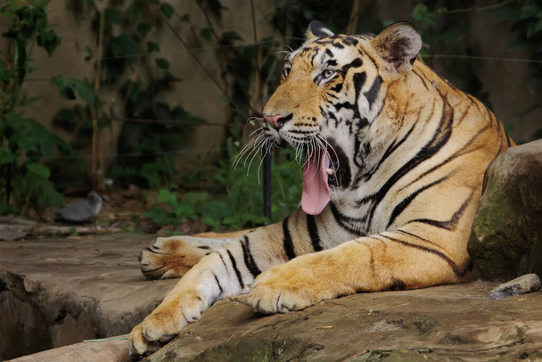 Un tigre de bengala está descansando mientras observa su entorno con cautela. - Foto, Imagen