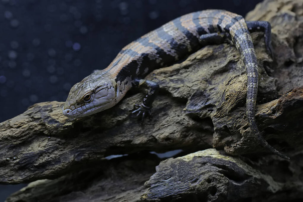 A Blue tongued skink (Tiliqua sp) is starting its daily activities. - Photo, Image