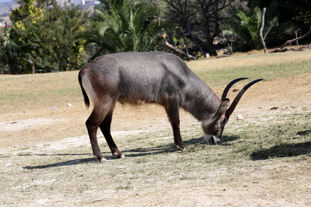 Der Wasserbock oder Kobus ellipsiprymnus ist eine große Antilope, die in Afrika südlich der Sahara weit verbreitet ist.. - Foto, Bild