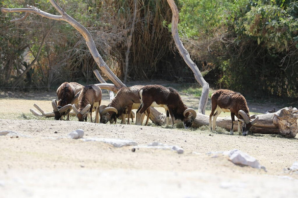 A herd of Barbary Sheep Ammotragus lervia in the safari park - Photo, Image