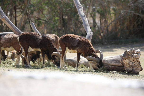 Una manada de ovejas berberiscas Ammotragus lervia en el parque de safari - Foto, imagen