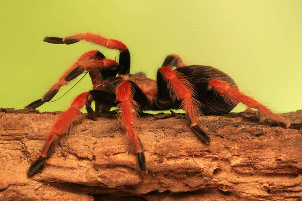 A tarantula is showing aggressive behavior. - Photo, Image
