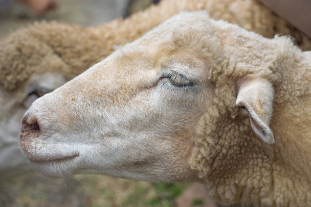 Cute sheep in the farm 12 - Photo, Image