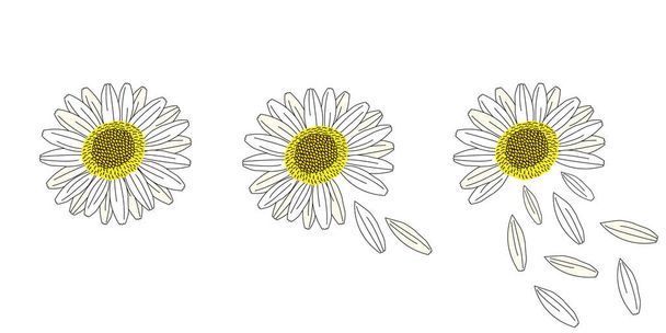 Лінійні малюнки квітів ромашки, Квітковий елемент, Векторні ілюстрації ізольовані
. - Вектор, зображення