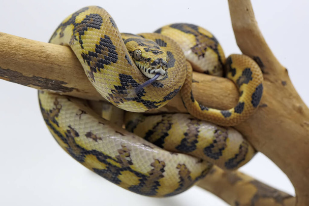 A python is snake wrapped around weathered wood. - Фото, зображення
