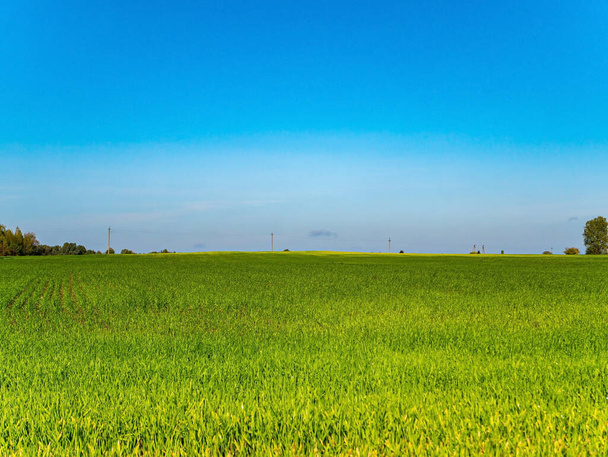 Mavi gökyüzüne karşı yeşil tarım tarlaları. Kış ekinleri tarlası. Tarım. Çiftçilik. Mavi gökyüzü. Güneşli bir gün. Ufuk. Doğa manzarası. Arkaplan resmi. Metin için yer. - Fotoğraf, Görsel