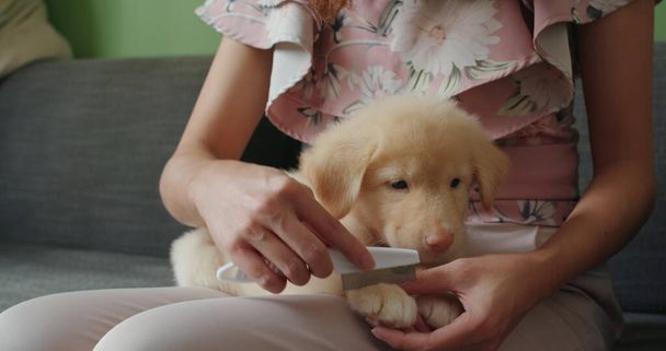 Propietario de mascotas cepillo pelo de cachorro en casa - Foto, imagen