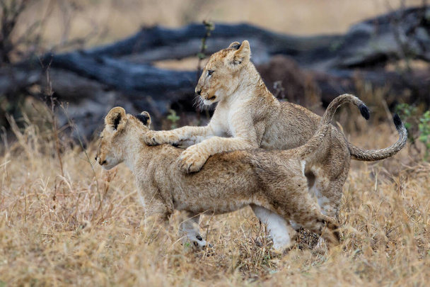 Cachorros de león africano (Panthera leo) jugando bajo la lluvia en la hierba seca de las llanuras en el Parque Nacional Kruger en Sudáfrica - Foto, imagen