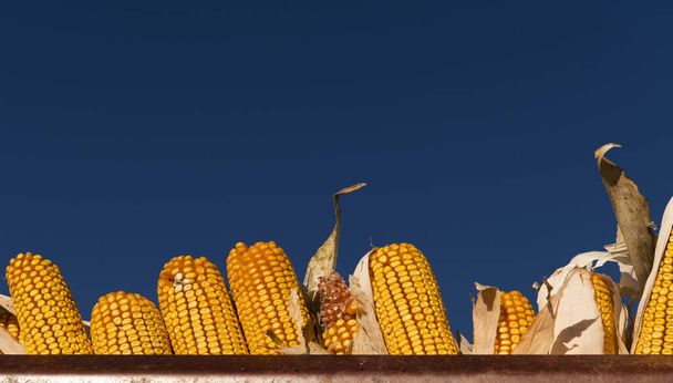 Куча жёлтой и красной кукурузы после сбора урожая - Фото, изображение