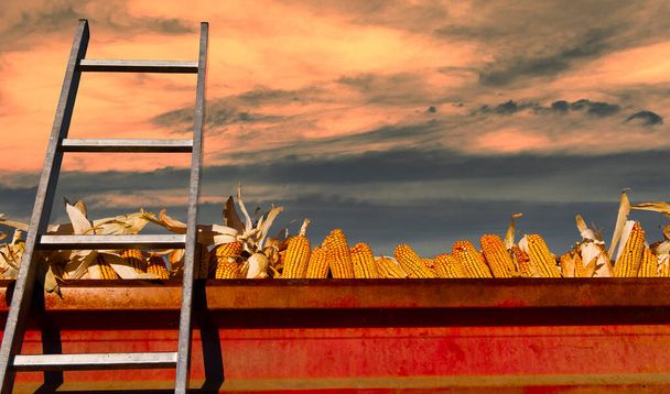 Куча жёлтой и красной кукурузы после сбора урожая - Фото, изображение