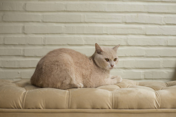 Hermoso gato acostado en el sofá naranja - Foto, imagen