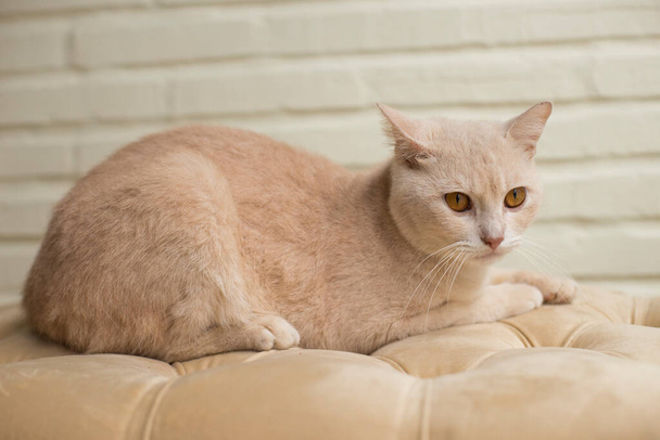Hermoso gato acostado en el sofá naranja - Foto, Imagen