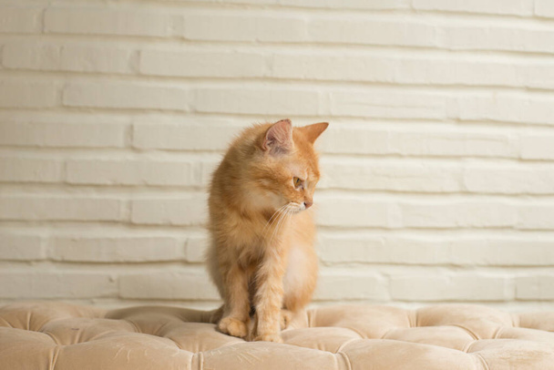 Güzel kedi turuncu kanepede yatıyor. - Fotoğraf, Görsel