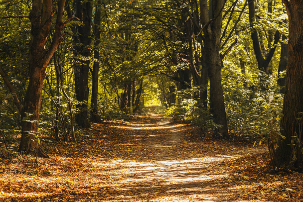 Hermoso camino en un bosque de otoño. Día soleado.  - Foto, imagen