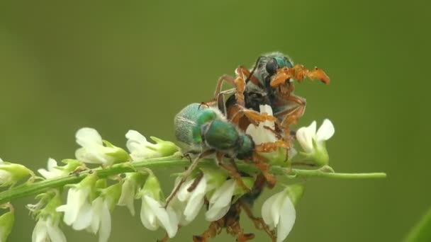 Courtship rituals of insects and Mating Cerocoma is Palearctic genus of blister beetle. Imagines show distinct sexual dimorphism in  feeding apparatus and antennae. View Macro insect in wildlife - Footage, Video