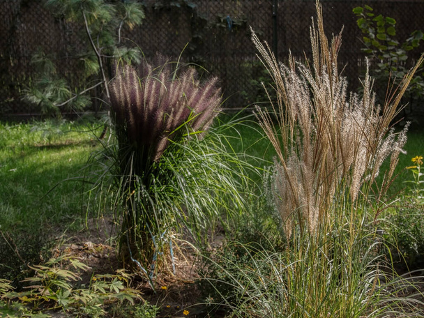 Бежева, декоративна дерев'яна трава з нагадуванням пухнастих хвостиків. На задньому плані красива чорна краса декоративна фонтанна трава
 - Фото, зображення